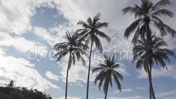 天空背景下棕榈树的全景视频的预览图