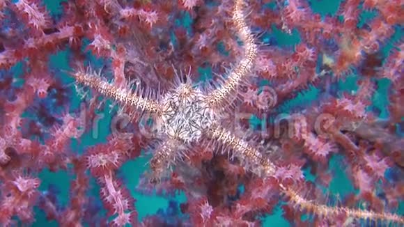 在大猩猩珊瑚上的脆星视频的预览图