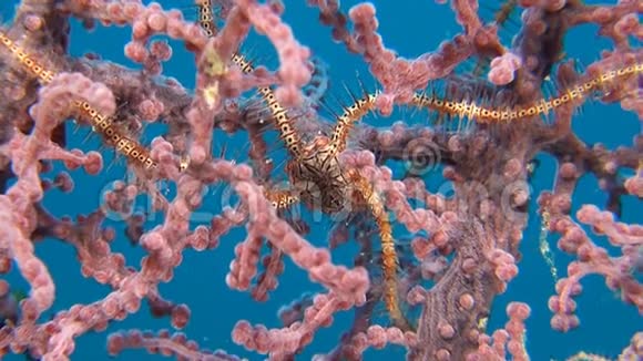 在大猩猩珊瑚上的脆星视频的预览图