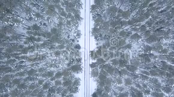 冬天在森林里飞过马路视频的预览图