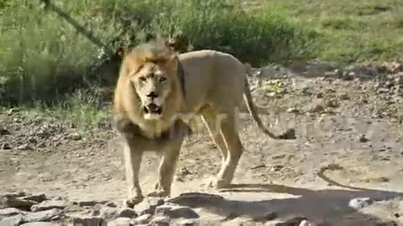 狮子在动物园里走来走去视频的预览图