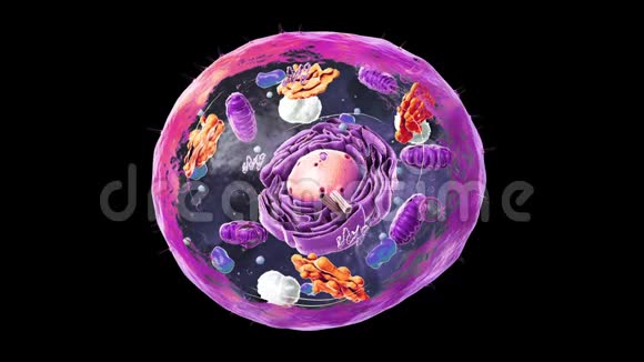真核细胞细胞核细胞器和质膜的组成视频的预览图