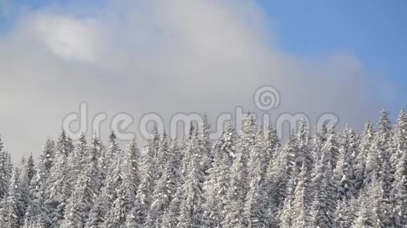 山的美丽冬季景观在阳光明媚的冬日里森林里有树木雪林的风景松树视频的预览图