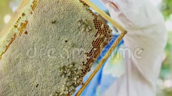 养蜂人用蜜蜂检查框架在养蜂场工作视频的预览图