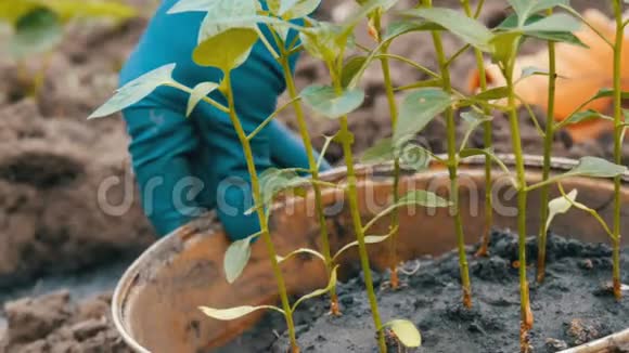 装有甜椒幼芽的容器准备移栽到地面女性的手展示年轻的植物视频的预览图