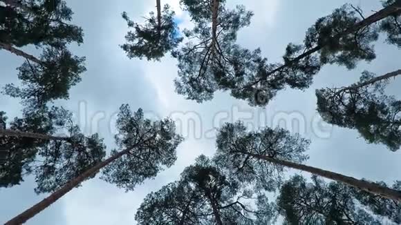 古老的松树在风中随风摇曳树干摇曳树枝上发出阵阵风声视频的预览图