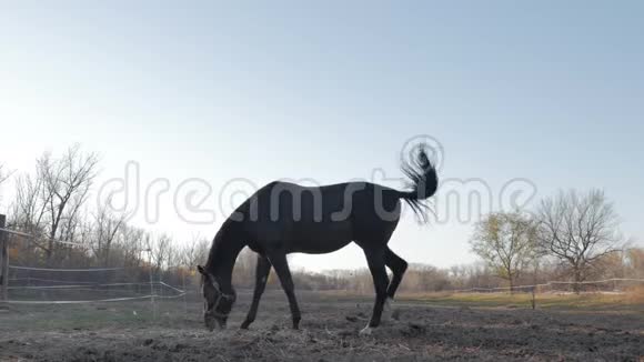 美丽的纯种马在草地上放牧吃草动物护理马和人的概念视频的预览图