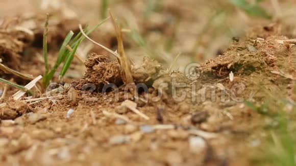 黑蚂蚁在他们的田野上行走视频的预览图