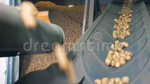 土豆在仓库的传送带上移动关闭视频的预览图