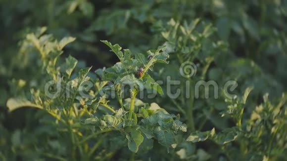 科罗拉多马铃薯甲虫吃马铃薯植物的一片叶子视频的预览图