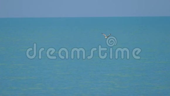 慢动作在蓝天背景下飞翔的海鸥视频的预览图