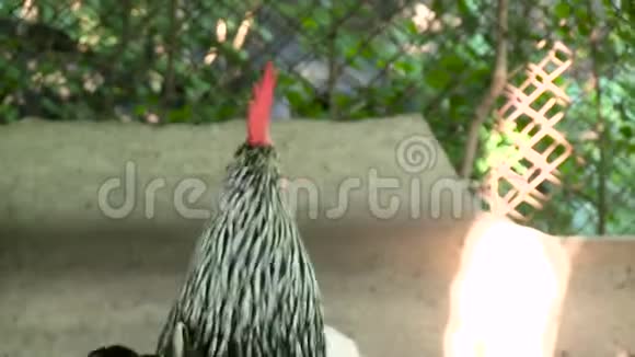 鸡鸡交配公鸡扑鸡繁殖和鸡使能音频跟踪视频的预览图