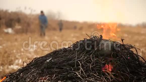 农民焚烧干芦苇视频的预览图