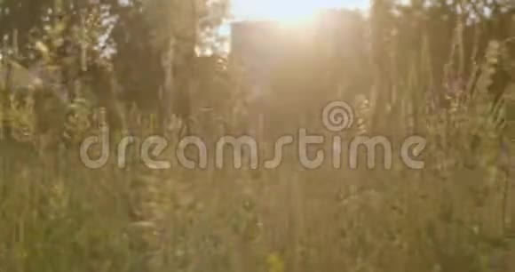 夕阳下的草地视频的预览图