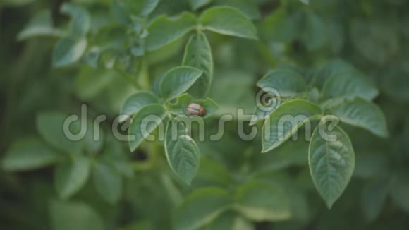 科罗拉多马铃薯甲虫吃马铃薯植物的一片叶子视频的预览图