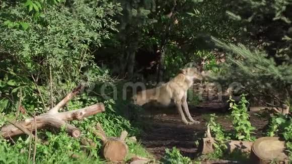 饥饿的野灰狼在绿色的森林里奔跑在浓密的国家公园里猎狼视频的预览图