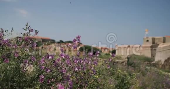 科利乌尔法国从港口的柏景到科尔柳在阳光明媚的春日里看到丘陵的城市景观视频的预览图