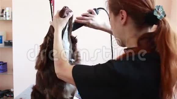 剪发美容师斯帕尼尔视频的预览图