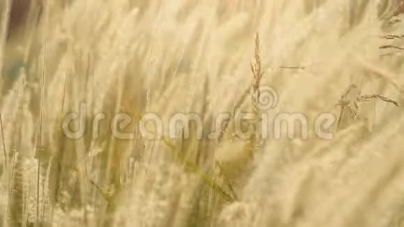 干枯的羽毛草在阳光的照耀下在夏日的晚霞中随风摆动小的景深视频的预览图