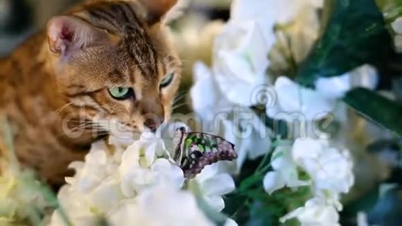 纯种孟加拉猫捕捉蝴蝶视频的预览图