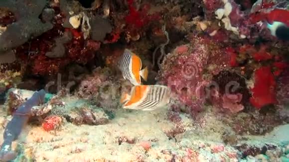 马尔代夫海底清澈海底背景的天使蝴蝶鱼视频的预览图