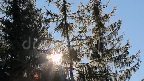阳光透过覆盖着雪的树梢美丽的冬季景观视频的预览图