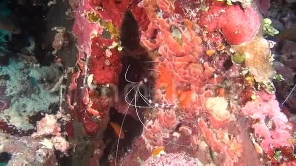 在马尔代夫海底清澈海底寻找食物的虾视频的预览图