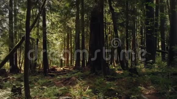 穿过美丽的夏季森林视频的预览图