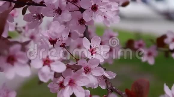 粉红色的樱花盛开了樱花背景视频的预览图