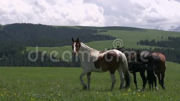 马在荒野中驰骋视频的预览图