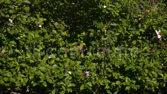 百合花在一棵树上蒙特植物群视频的预览图