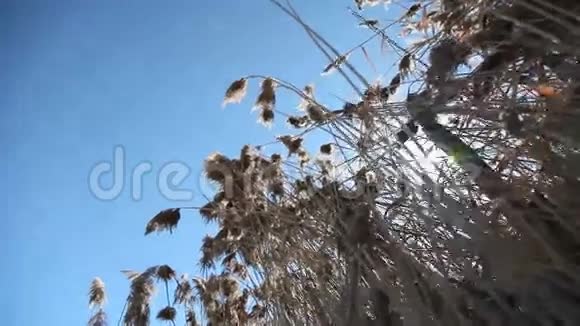 湖植物多利宽视频的预览图