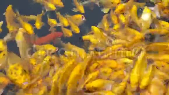 成群结队的金鲤鱼在池塘里寻找食物视频的预览图