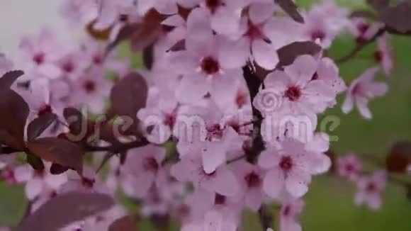 粉红色的樱花盛开了樱花背景视频的预览图