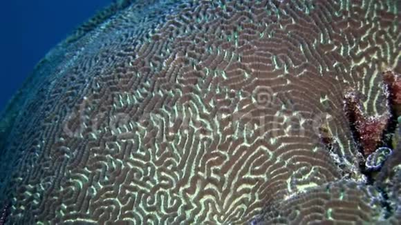 坚硬的圆形珊瑚脑以球的形式在马尔代夫海底惊人视频的预览图