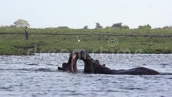 河马河马两栖动物成人嘴巴张开威胁显示战斗Chobe河奥卡万戈三角洲视频的预览图