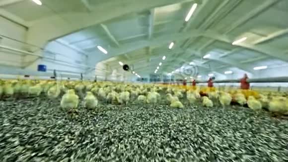 家禽养殖场鸡肉鸡视频的预览图