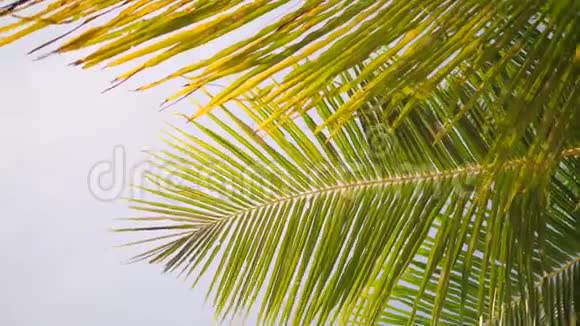 热带岛屿椰子棕榈叶对抗蓝天和阳光4K泰国视频的预览图