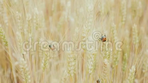 面包甲虫坐在麦穗上视频的预览图