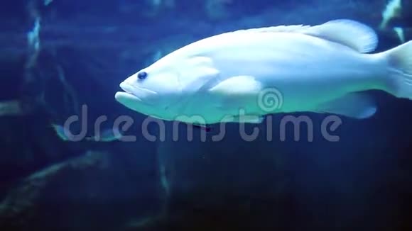 大鱼在水族馆游泳视频的预览图
