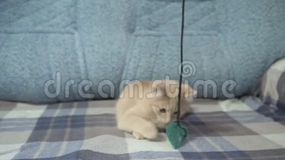 可爱的桃子猫在沙发上玩玩具视频的预览图