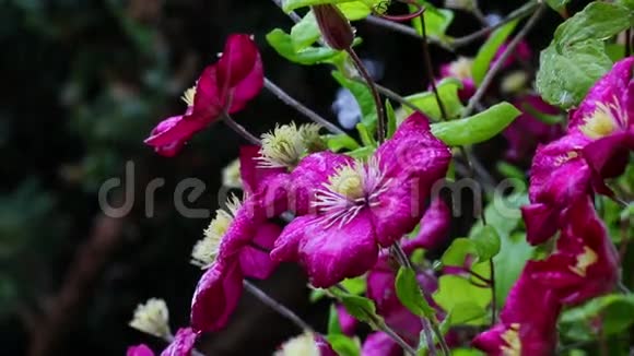 雨洒在五颜六色的花朵上高清雨声视频的预览图