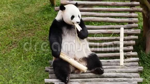 熊猫在动物园吃竹茎视频的预览图
