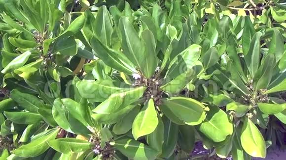 马尔代夫阳光下的绿色植物视频的预览图