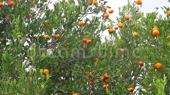树上的橘子视频的预览图