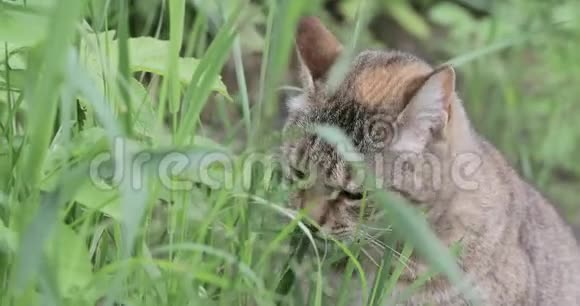 户外草地上的猫视频的预览图