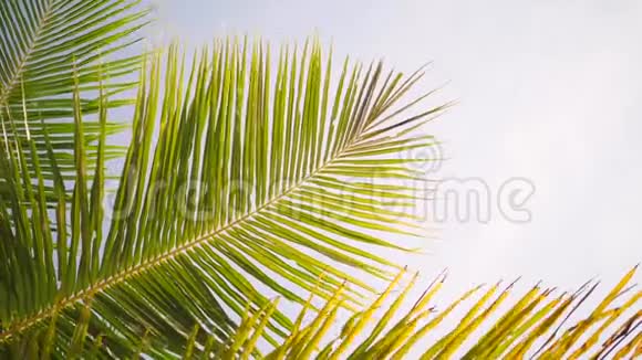 热带背景绿色椰子棕榈叶对抗蓝天和阳光4K泰国视频的预览图