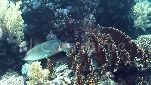 巨大的爬行动物海龟在珊瑚中水下视频的预览图
