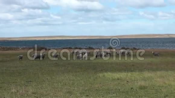 巴塔哥尼亚海岸上的穆顿羊驼哺乳动物视频的预览图