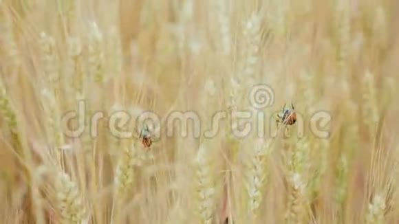 面包甲虫坐在麦穗上视频的预览图